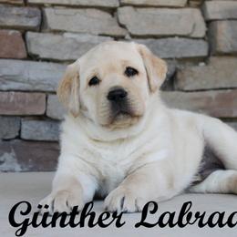 Labrador Retriever Puppies from Günther Labradors