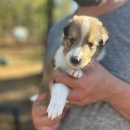 Mr. Blue - Sable male Collie puppy in Tallahassee, Florida from Lampost Kennels