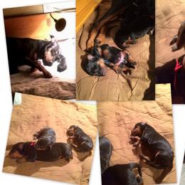 German Pinscher Puppies from LinDee Kennel