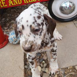 Cockapoos, Cocker Spaniels, Dalmatians, and Poodles from Child's Canine Companions