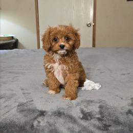 Little John - Red male Cavapoo puppy in Copan, Oklahoma from Tatums cavapoos