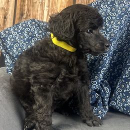 Yellow Collar - Silver male Poodle puppy in Kingston, Oklahoma from Tribal Poodles