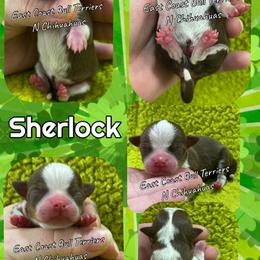 Sherlock - Chocolate and tan male Chihuahua puppy in Kannapolis, North Carolina from East Coast Bull Terriers N Chihuahuas