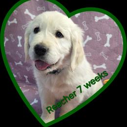 Green Boy - Light golden male Golden Retriever puppy in Albuquerque, New Mexico from Teeter's Desert  Goddess Goldens