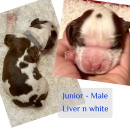 Junior - Liver and white male English Springer Spaniel puppy in Madison, Indiana from McCollough's Pawsome Spaniels and Danny's Delightful Dachshunds