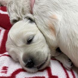 Girl Reservation 4 - Light golden female Golden Retriever puppy in Waterloo, Indiana from All 4 Paws of Pheasant Run