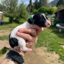 Colby - Piebald male Dachshund puppy in Rogue River, Oregon from Bear Feet Dachshunds