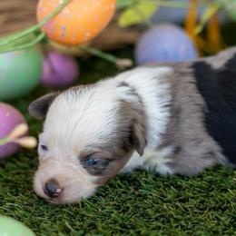 Halo - Blue merle female Toy Australian Shepherd puppy in Granbury, Texas from Best Little Aussies