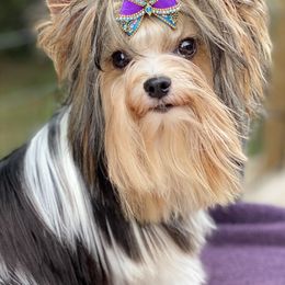 Biewer Terriers, Dachshunds, and Yorkshire Terriers from Amineh Yorkshire & Biewer Terriers, Kajundaux Miniature Dachshunds