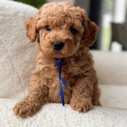 Biscuit - Apricot male Poodle puppy in Charlotte, North Carolina from Bruno & Co. Puppies