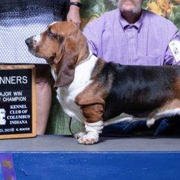 Basset Hounds and Pembroke Welsh Corgis from 4 Sail Quarter Horses and Corgis