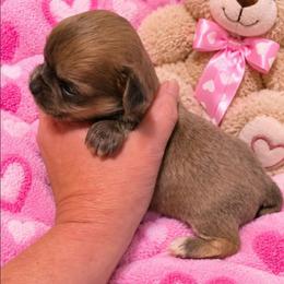 Hazel - Chocolate sabled fawn female Chihuahua puppy in Kyle, Texas from joy of chihuahuas tx