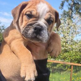 Mable - female Bulldog puppy in Marysville, Washington from BulldogWA