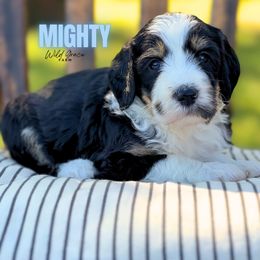 Mighty - Tri-color male Bernedoodle puppy in Hickory, North Carolina from Wild Grace Farm Pups