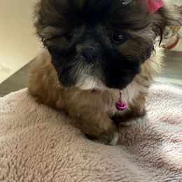 Girl 2 - Shih Tzu puppy from Miracle's Shih Tzus
