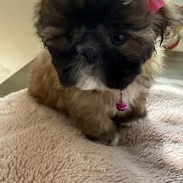 Girl 2 - Shih Tzu puppy from Miracle's Shih Tzus