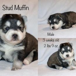 Stud Muffin - Black and white male Pomsky puppy in Denham Springs, Louisiana from Bayouland Pomskies
