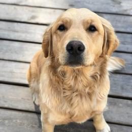 Poppy - Golden Retriever