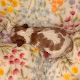 Walter - Blenheim male Cavalier King Charles Spaniel puppy in North Carolina from Waggin Tails