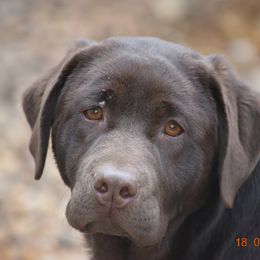 French Bulldog and Labrador Retriever Puppies from Gainesfield Labradors