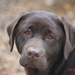 French Bulldog and Labrador Retriever Puppies from Gainesfield Labradors