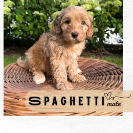 Spaghetti - Apricot male Australian Labradoodle puppy in Mendon, Massachusetts from New England Labradoodles