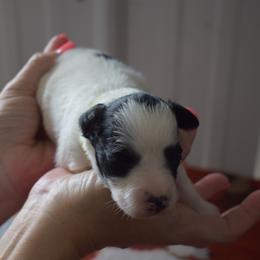 Lime Green Girl - Parti female Miniature Schnauzer puppy in Oneonta, Alabama from Murphree Valley Kennels