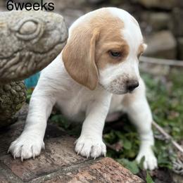 Haven AKC - Lemon and white female Beagle puppy in Rogersville, Missouri from Hales Little Beagle Haven