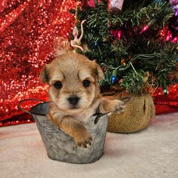 Goldie - Gold female Morkie puppy in Monticello, Iowa from Ashley’s Puppies