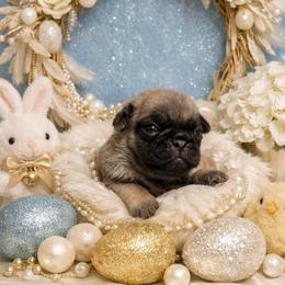 Fawn Boy - Fawn male Pug puppy in Tulsa, Oklahoma from Locust Creek Pugs