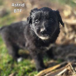 Astrid - Black tri female Miniature Australian Shepherd puppy in East Berlin, Pennsylvania from Stoney Point Frenchies & Mountain Top Shepherds