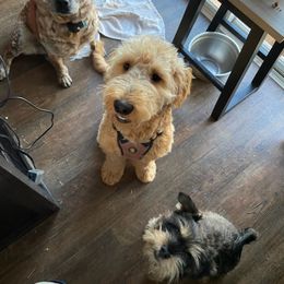 Goldendoodle All Grown Up from Lacy's Goldendoodles