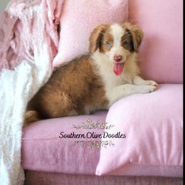 Karly - Aussiedoodle