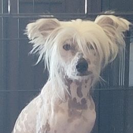 Chinese Cresteds from 5 Star Kennel