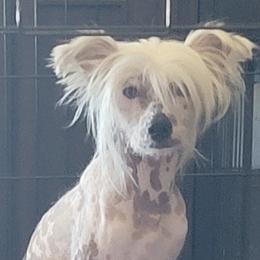 Chinese Cresteds from 5 Star Kennel