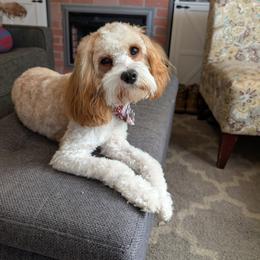 Penny - Cavapoo