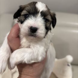 Sasha - Red sable female Havanese puppy in Independence, Iowa from EClair's Havanese