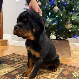 Lime girl - Black and mahogany female Rottweiler puppy in Auburn, California from Vom Haus Flores