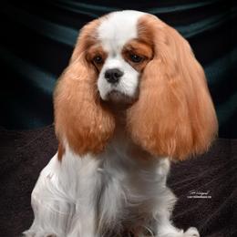 Isabelle - Cavalier King Charles Spaniel