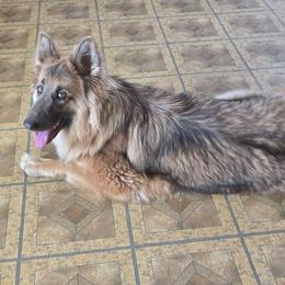 Ursula UPCOMING 2027 - German Shepherd