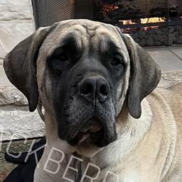 Emma - Mastiff