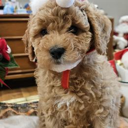 Cavapoo Puppies from Cool Cavapoos