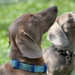 Dachshunds from Dippin’ Dachs Mini Dachshunds