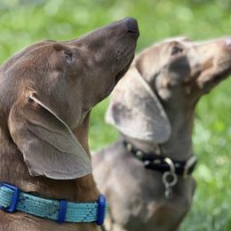 Dachshunds from Dippin’ Dachs Mini Dachshunds