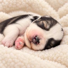 Piper - Parti female Miniature Schnauzer puppy in Magalia, California from NorCal Schnauzers