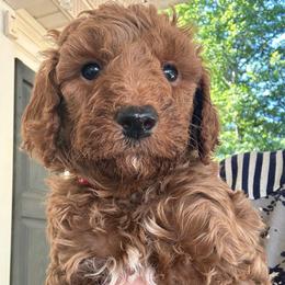 Sawyer - Red  male Goldendoodle puppy in Easley, South Carolina from Pawmetto Goldendoodles