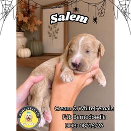 Salem - Red female Bernedoodle puppy in High Point, North Carolina from Kingsfield Doodles