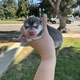Pebble - Blue female Pomsky puppy in La Verne, California from Red Cedar Pomskies