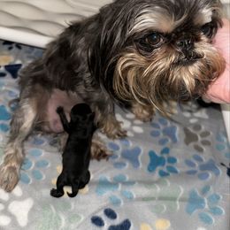 Harvey - Black male Brussels Griffon puppy in Oklahoma from Lavish Griffons