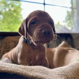 Rocket - Golden rust male Vizsla puppy in Marshalltown, Iowa from Kaylee’s Vizslas